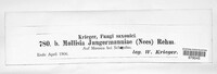 Mniaecia jungermanniae image